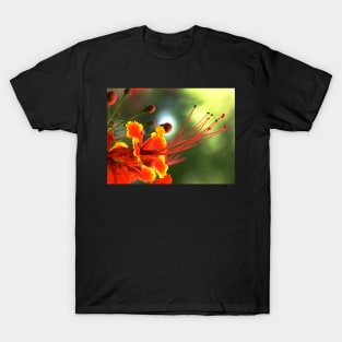 Peacock flower. T-Shirt